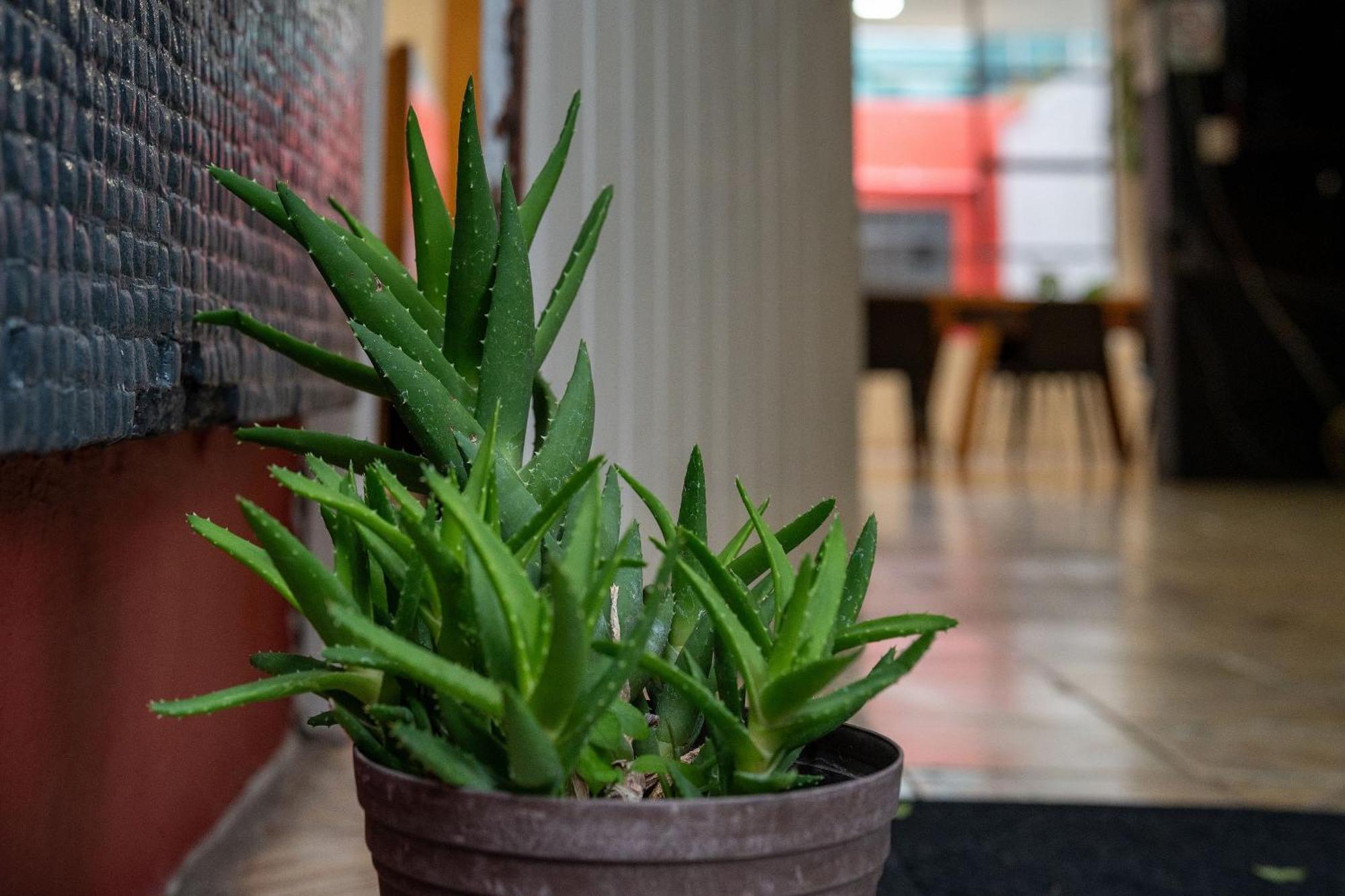 Habitaciones Privadas Con Bano Propio En Una Zona Segura Y Centrica De Guadalajara. מראה חיצוני תמונה